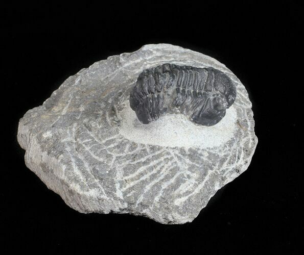 Bargain, Gerastos Trilobite Fossil - Morocco #57619